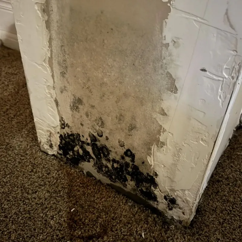 Professional Mold Removal in Medora, ND